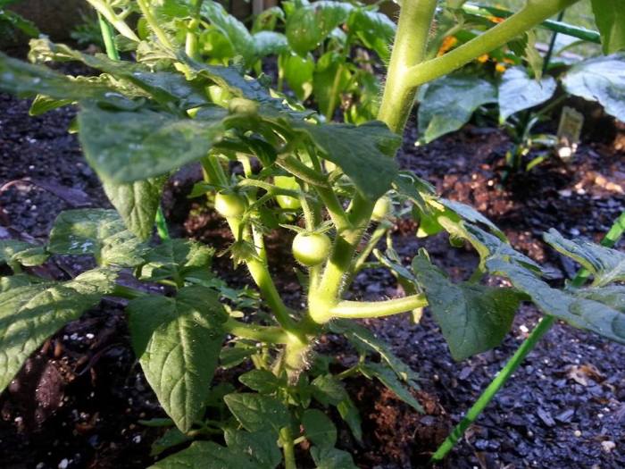 Baby tomatoes!!!!  #100happydays #day20