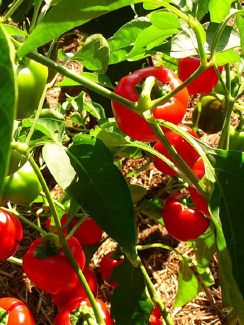 2907590248_f56d69b203_z