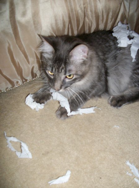 29197_407720127560_1366111_n-1