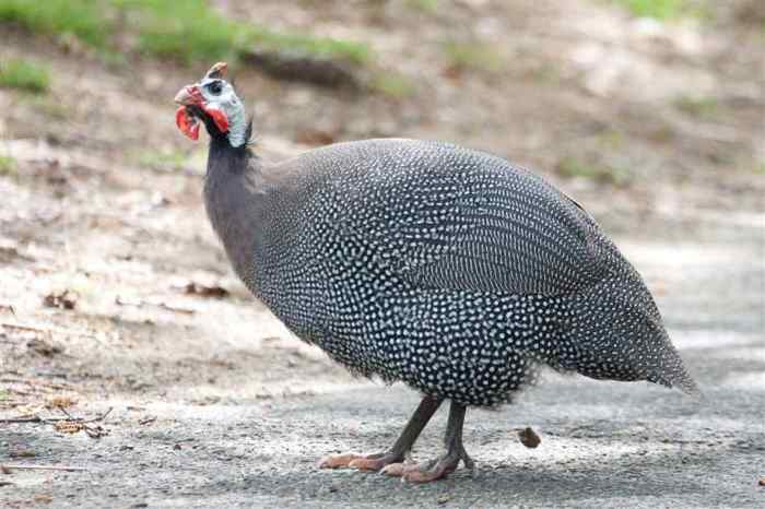 guinea-fowl-2-1