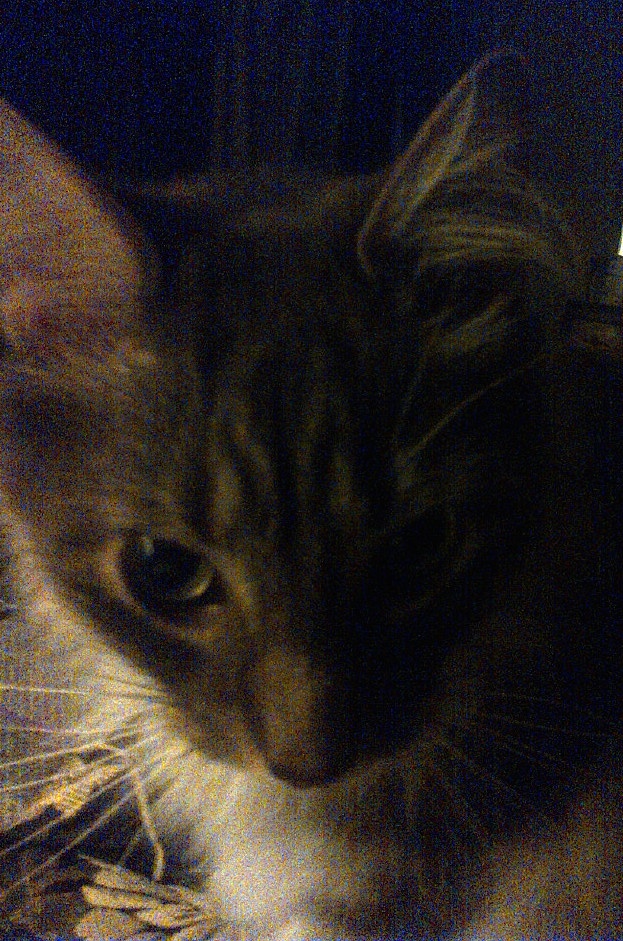 The Very Hairy Wake Up Fairy, a.k.a. Detective Inspector Ferguson, the Fuzzball, Brodie Stop that Right Now!