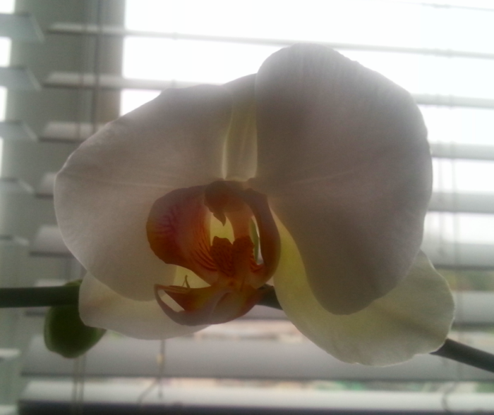 My orchid is blooming! 