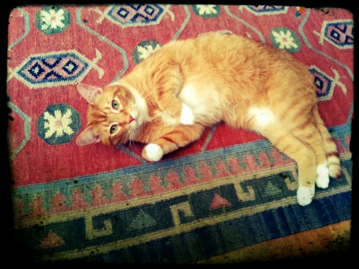 Rub me.  Now.  I will make all of your dreams come true.