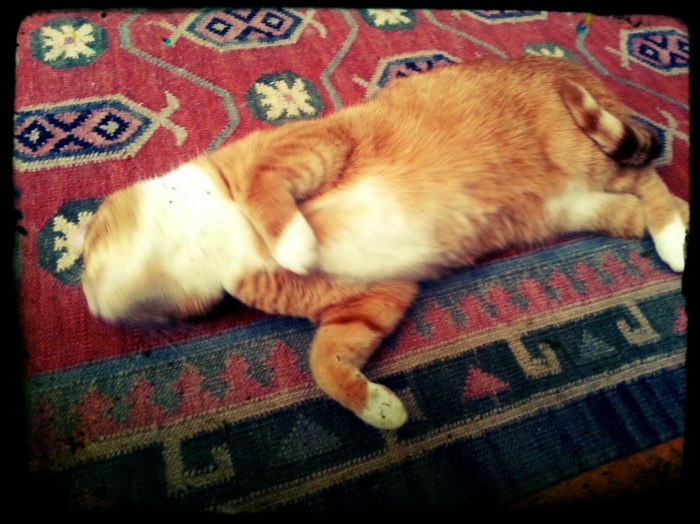 I am Beauty.  Come rub my Tummy.