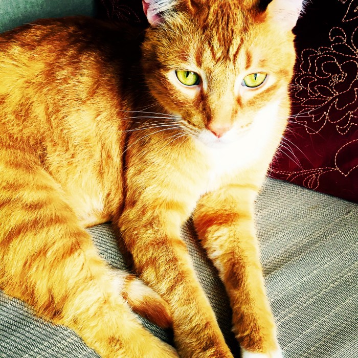 This is the face of a cat. This is not the face of an innocent cat. There is no such thing.