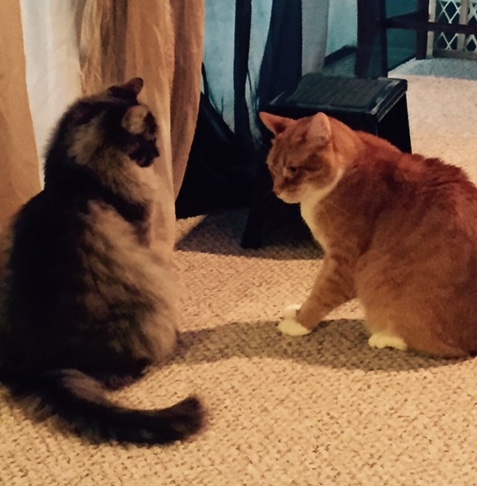 FullSizeRender-2 copy